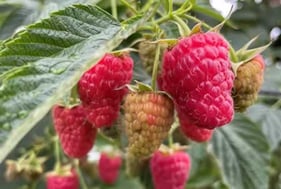 Oligo-éléments - Fruitspeed Oligo