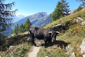 Bien-être animal - ACTIGLEN KR+