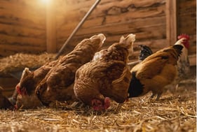 Litière - LITHO KR+ Eucalyptus granulé