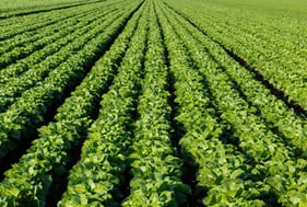 Revitalisation des sols et apport en nutriments - ALGUES SOUFRÉES KR+