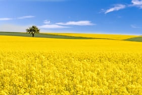 Revitalisation des sols et apport en nutriments - PHOSALGA KR+ Granulé