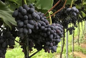 Fruitspeed B Bio - Streufähiger Bordünger auf organischer Basis