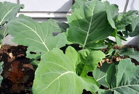 Phytostimulation - GARTENAKTIV KR+