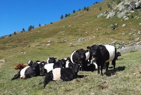 Bien-être animal - ACTIGLEN KR+ Phosphat