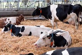 LITHO KR+ - Algenpulver für das Streuen im Stallgang, auf dem Mist oder auf Tiefstreu