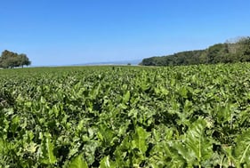 Oligo-éléments - Borax