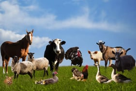 GLENOR KR+ - Ergänzungsfutter für alle Tierarten