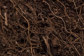 Échantillons de sol 