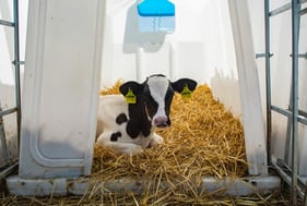 Litière - LITHO KR+ Eucalyptus