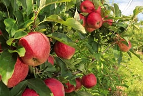 CORALITE KR+ - Spritzpulver und Stäubemittel