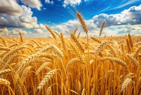 Revitalisation des sols et apport en nutriments - GRANULIT KR+