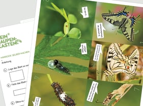 Malvorlage Schmetterling