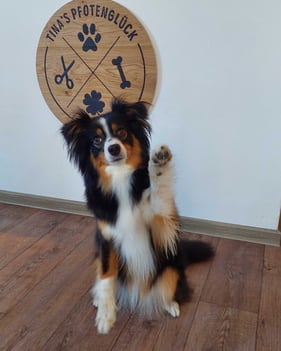 Bringen Sie Ihren Hund zum Strahlen - mit der perfekten Pflege im Hundesalon