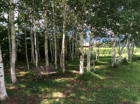 【白樺とベンチ    ちょっとだけ昼寝したい...】