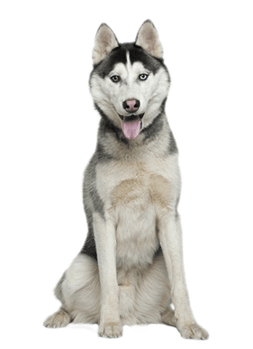 Image animaux detourée transparent sur fond blanc chien husky png