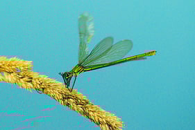 Beine sind zum Fangkorb geformt (weibl. Prachtlibelle)