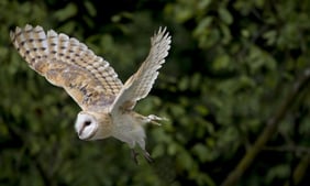 Schleiereule © Marcus Bosch, LBV Bildarchiv