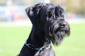 Wasko con todos-los-santos