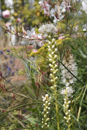 dieartigeBLOG - Prachtscharte (