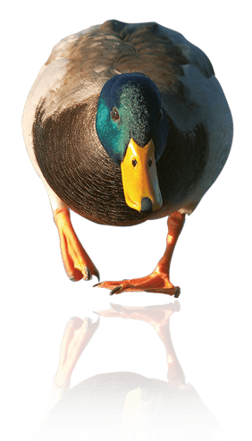 Vi certificerer ”næsten” alt,  der kan flyde.