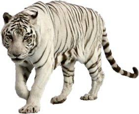 Image animaux detourée transparent sur fond blanc tigre blanc png
