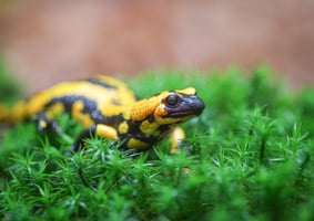 (c) Katrin Schwuchow/LBV Coburg