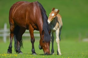 Großtiere Schnelltestsysteme