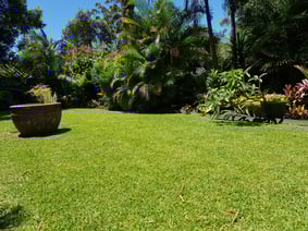 Clip n Clean Lawn Mowing