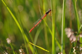 weibliche Späte Adonislibelle: 24.07.2014
