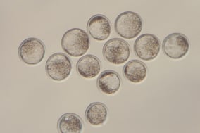 黒毛和牛の受精卵販売