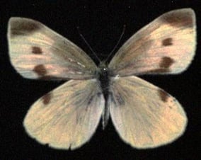 モンシロチョウ