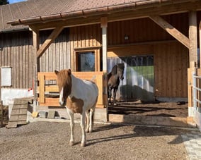 Pferdepension, Islandpferde Wattwil