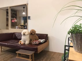 sealy　シーリー　表参道　南青山　外苑前　神宮前　トリミングサロン　ドッグサロン　トイプードル　射手今日子