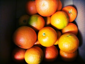 冬の楽しみ 柑橘 今回は和歌山の橙