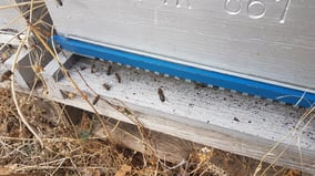 colonie bourdonneuse