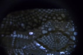 Lambe Lambe - Miniaturtheater für ein Auge