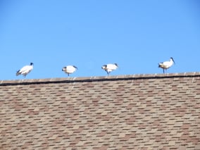 均等に並んで日向ぼっこ