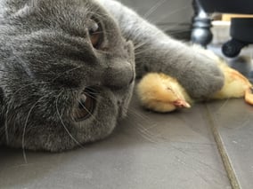 Futtertiere f. Katzen | hundkatzeschmaus.ch