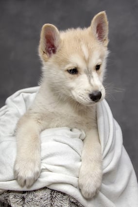 Gesundes Futter für Welpen | hundkatzeschmaus.ch