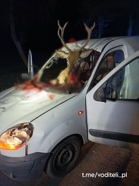 Лось в автомобиле