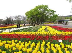 チューリップフェスタ