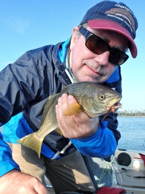 Typical Yellowfin Croaker from San Diego Bay