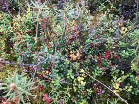 Preiselbeeren im August/September sammeln 