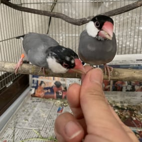 牡丹(左)菖蒲(右)