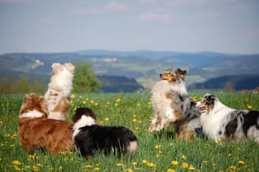 Eine Bande Rosebud of Crana Aussies, die auf einer Wiese spielen 
