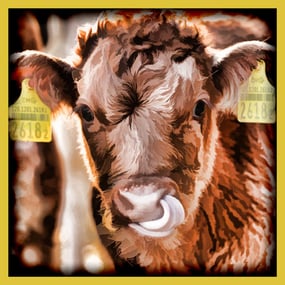 200 glückliche Stierkälber in Römerswil