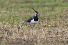 Kiebitz (c) Dieter Rauer