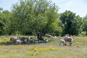 par naturel causses quercy brebis mouton chêne prairie randonnée soleil Sud Occitannie Occitanie