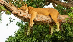 Tansania Reise - Corona - Sorgenfrei planen 