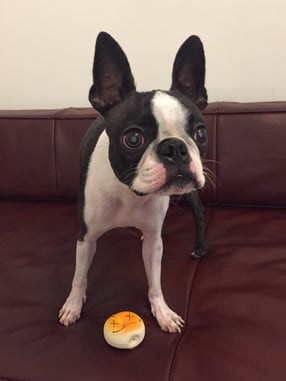 DOG SALON SEALY　ドッグサロンシーリー　表参道　南青山　外苑前　神宮前　トリミングサロン　射手今日子　イデキョウコ　トイプードル